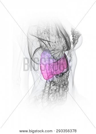 3d rendered medically accurate illustration of a womans liver