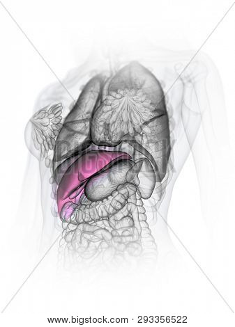 3d rendered medically accurate illustration of a womans liver