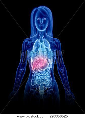 3d rendered medically accurate illustration of a womans liver