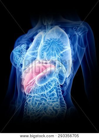 3d rendered medically accurate illustration of a womans liver