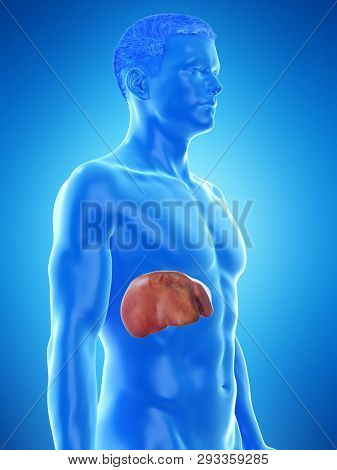 3d rendered medically accurate illustration of a mans liver