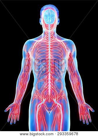 3d rendered medically accurate illustration of a mans nervous system