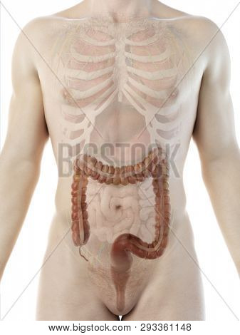 3d rendered medically accurate illustration of a mans colon
