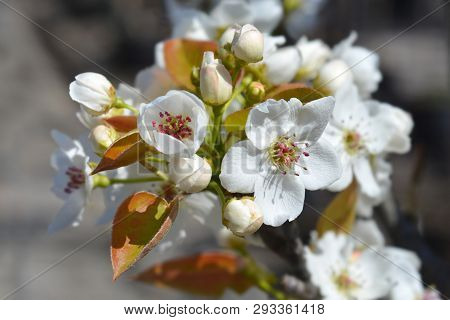 Japanese Pear Hosui - Latin Name - Pyrus Pyrifolia Hosui