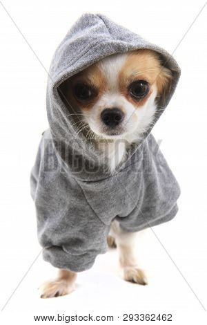 Dressed Chihuahua Violka