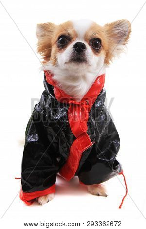 Dressed Chihuahua Violka