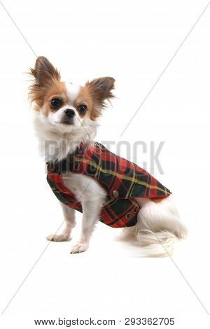 Dressed Chihuahua Violka