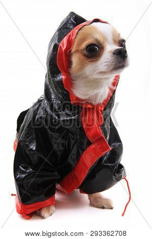 Dressed Chihuahua Violka