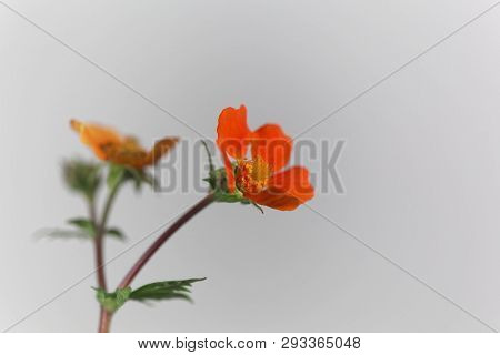 Dwarf Orange Avens, Geum Coccineum