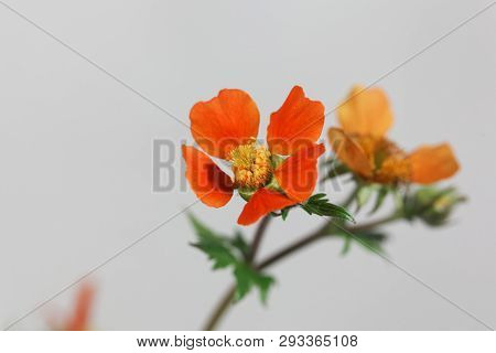 Dwarf Orange Avens, Geum Coccineum