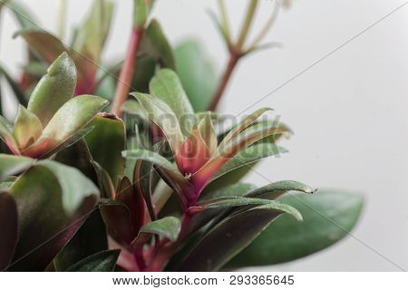 Crassula Orbicularis Var Rosularis