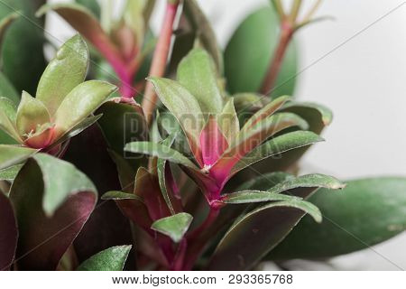 Crassula Orbicularis Var Rosularis