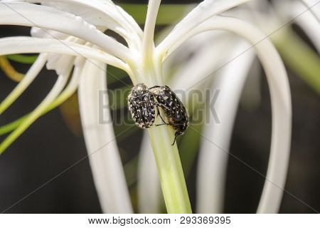 This Is A Close Up Of This Is A Weevil Beetle