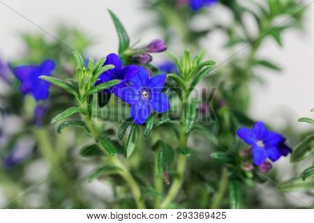 Purple Gromwell, Lithodora Diffusa, Flowers