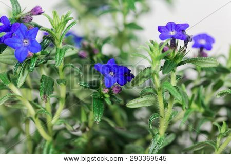 Purple Gromwell, Lithodora Diffusa, Flowers