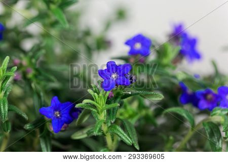 Purple Gromwell, Lithodora Diffusa, Flowers