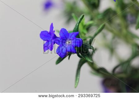 Purple Gromwell, Lithodora Diffusa, Flowers