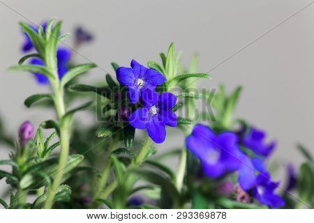 Purple Gromwell, Lithodora Diffusa, Flowers
