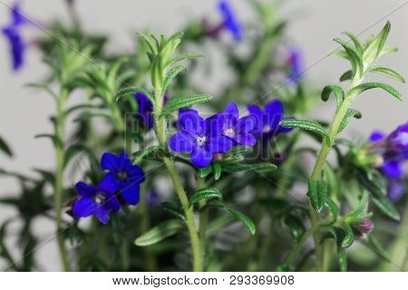 Purple Gromwell, Lithodora Diffusa, Flowers
