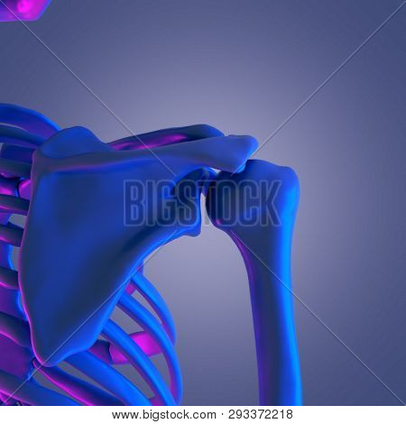 3d rendered abstract rendering of the skeletal shoulder