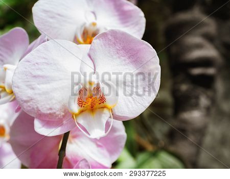 Beautiful Pink Orchid Branch Variety Phalaenopsis Sanderiana