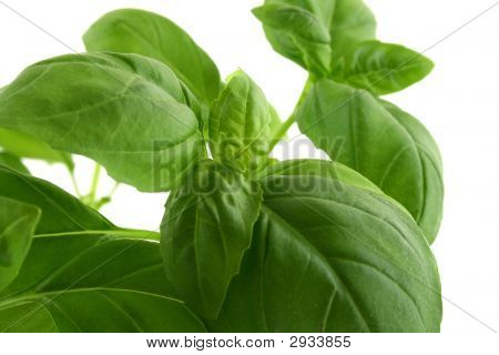 Bazalka na bílém pozadí