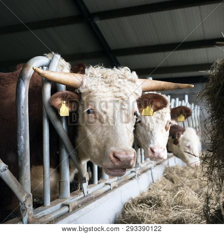 White Headed Hereford Bulls In Open Stable Near Amersfoort In The Netherlands