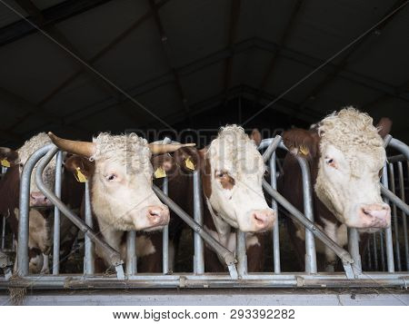 White Headed Hereford Bulls In Open Stable Near Amersfoort In The Netherlands