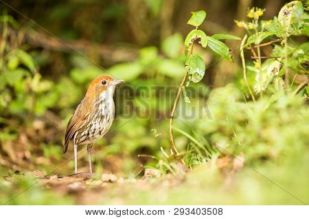 Birdwatching In Colombia, South America. Bicolored Antpitta, Grallaria Rufocinerea, Rare Bird In The