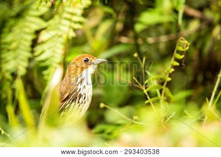 Birdwatching In Colombia, South America. Bicolored Antpitta, Grallaria Rufocinerea, Rare Bird In The
