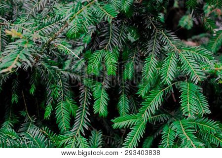 Green Leaf Texture. Leaf Texture Background. Beautiful Pattern For Banner With A Green Plant.  Flat 