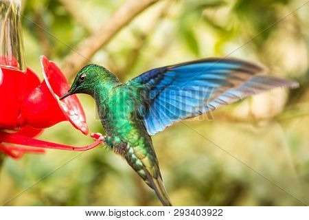 Saphire-wing Hummingbird With Outstretched Wings,tropical Forest,colombia,bird Hovering Next To Red 