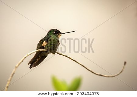 Buff-winged Starfrontlet Sitting On Branch, Hummingbird From Mountains, Colombia, Nevado Del Ruiz,bi