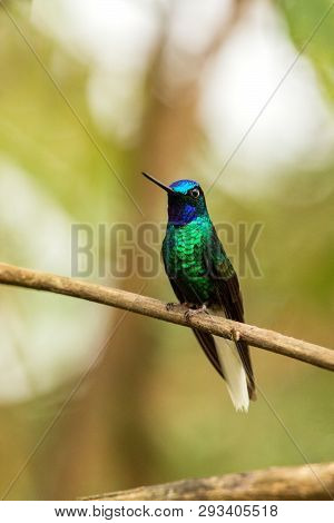 Endemic Santa Marta Sabrewing Sitting On Branch,hummingbird From Tropical Forest,colombia,bird Perch