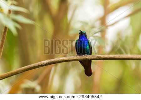 Endemic Santa Marta Sabrewing Sitting On Branch,hummingbird From Tropical Forest,colombia,bird Perch