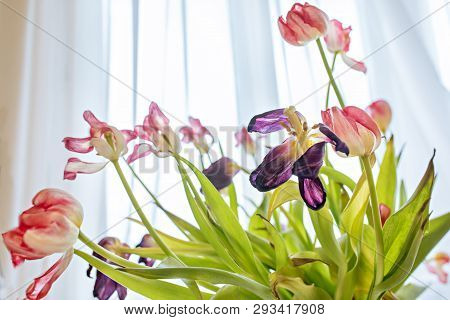 Dried Tulip Flowers Closeup In Bright Sunlights. White Pink Withered Petals Of Tulip Blossoms. Wilti