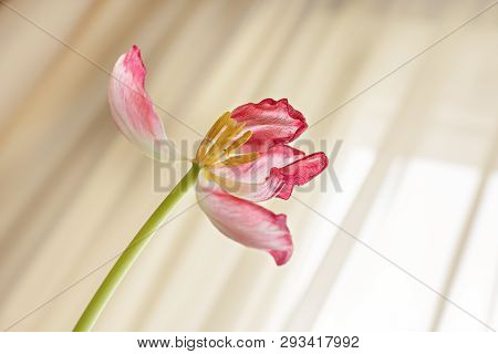 Dried Tulip Flowers Closeup In Bright Sunlights. White Pink Withered Petals Of Tulip Blossoms. Wilti