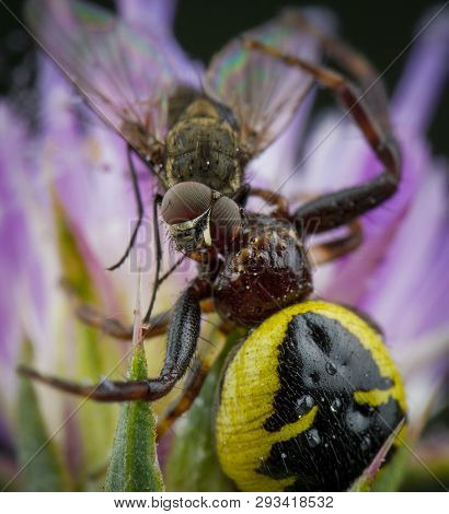 Little Honey Bee Caught By Spider Synema Globosum