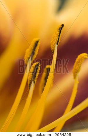 Lily Stamen