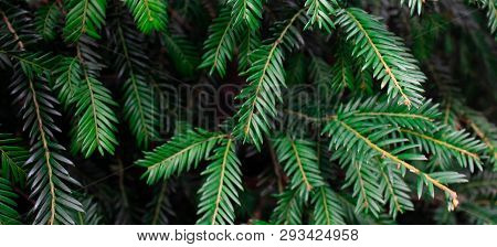 Green Leaf Texture. Leaf Texture Background. Beautiful Pattern For Banner With A Green Plant.  Flat 