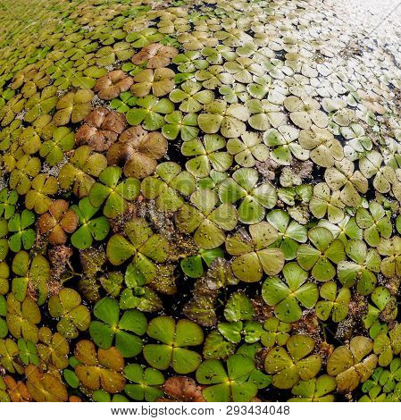 Duckweed (lemnoideae) In A Pond In The Sunny Day, Fisheye Image