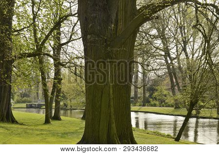 Trees On The Grass Along The River In Garden Located  In Brugge, West Flanders, Belgium.