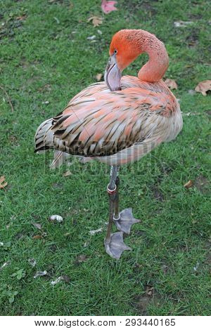 Flamingo Im Park Rosa Schnabel Vogel Bird