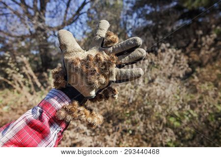 Burdock burrs stuck on work glove outdoors