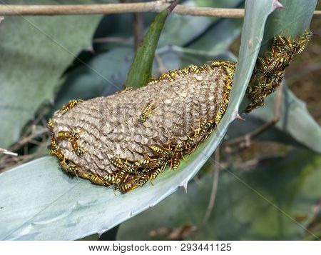 Polistes Dominula Wasp Nest With Some Specimens Of Wasp