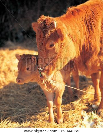 Brązowe krowy, matka i dziecko na farmie