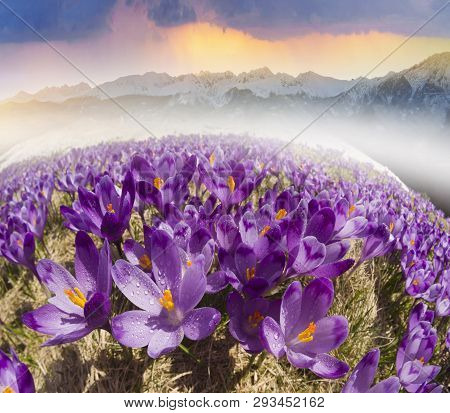 Alpine Crocuses In The Mountain Fields