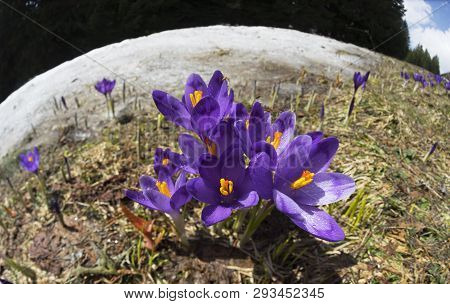 Crocuses - Snowy Flowers Of Spring
