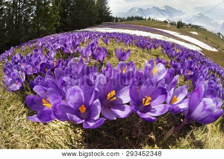 Crocuses - Snowy Flowers Of Spring