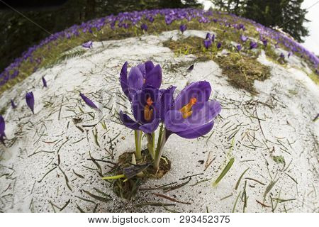 Crocuses - Snowy Flowers Of Spring